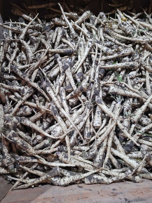 Sprzedam pietruszkę jarzynkę