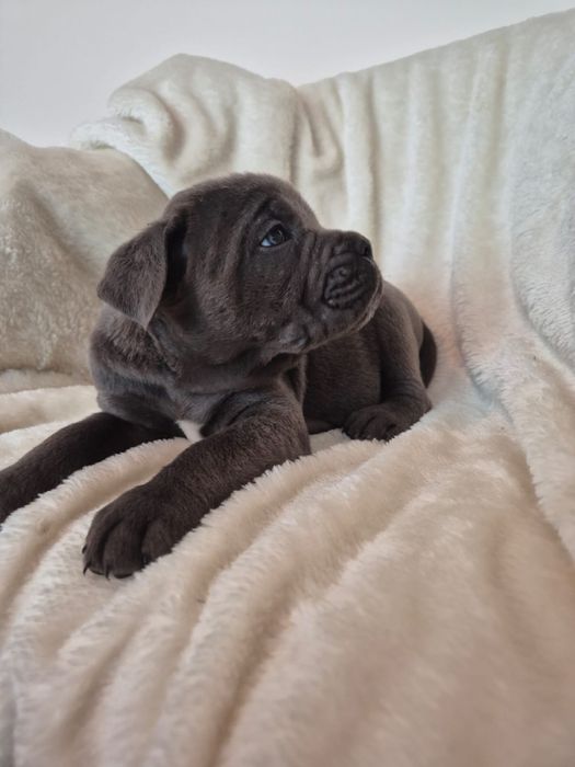 Cane corso Italiano