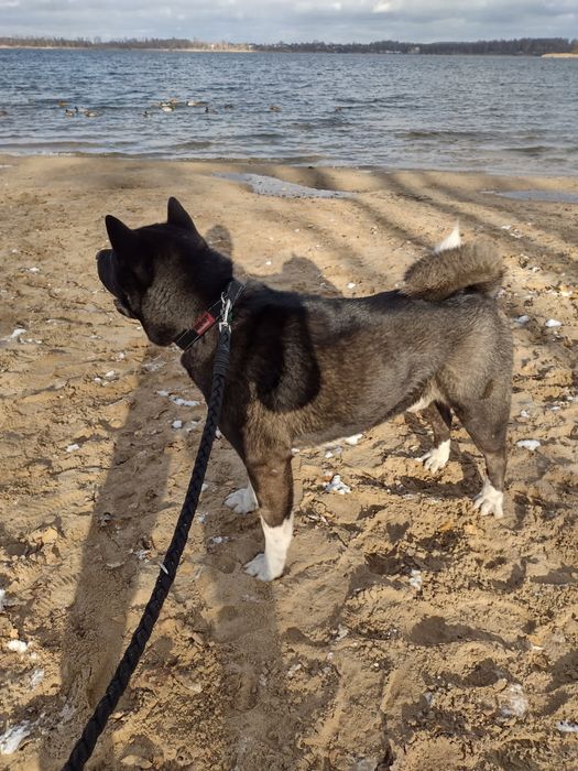 Akita Amerykanska FCI szczenie, piesek