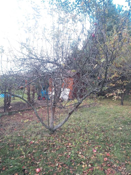 Ogródek działkowy ROD Grodziec