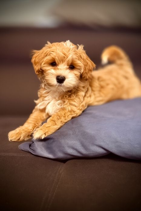 Ostatni piesek maltipoo z naszej domiwej hodowli.