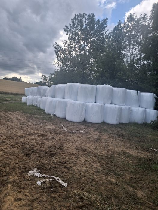 Sianokiszonka z traw sianych 130cm