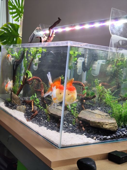 Zestaw akwarium 54L filtr kubełkowy FLUVAL