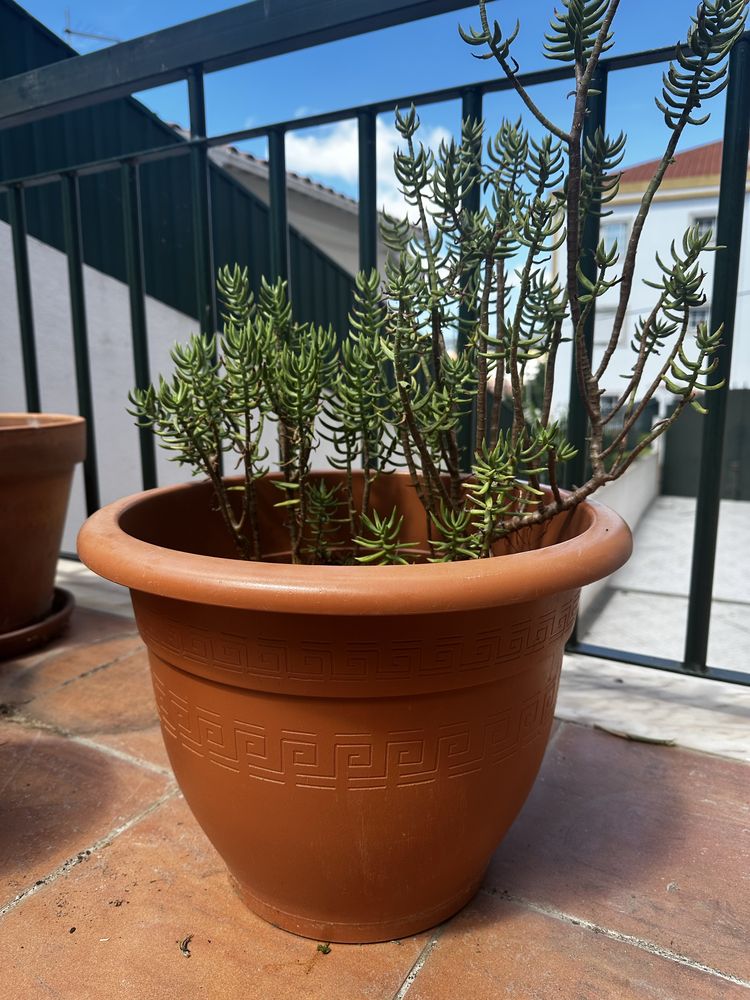 Vaso de plastico com planta