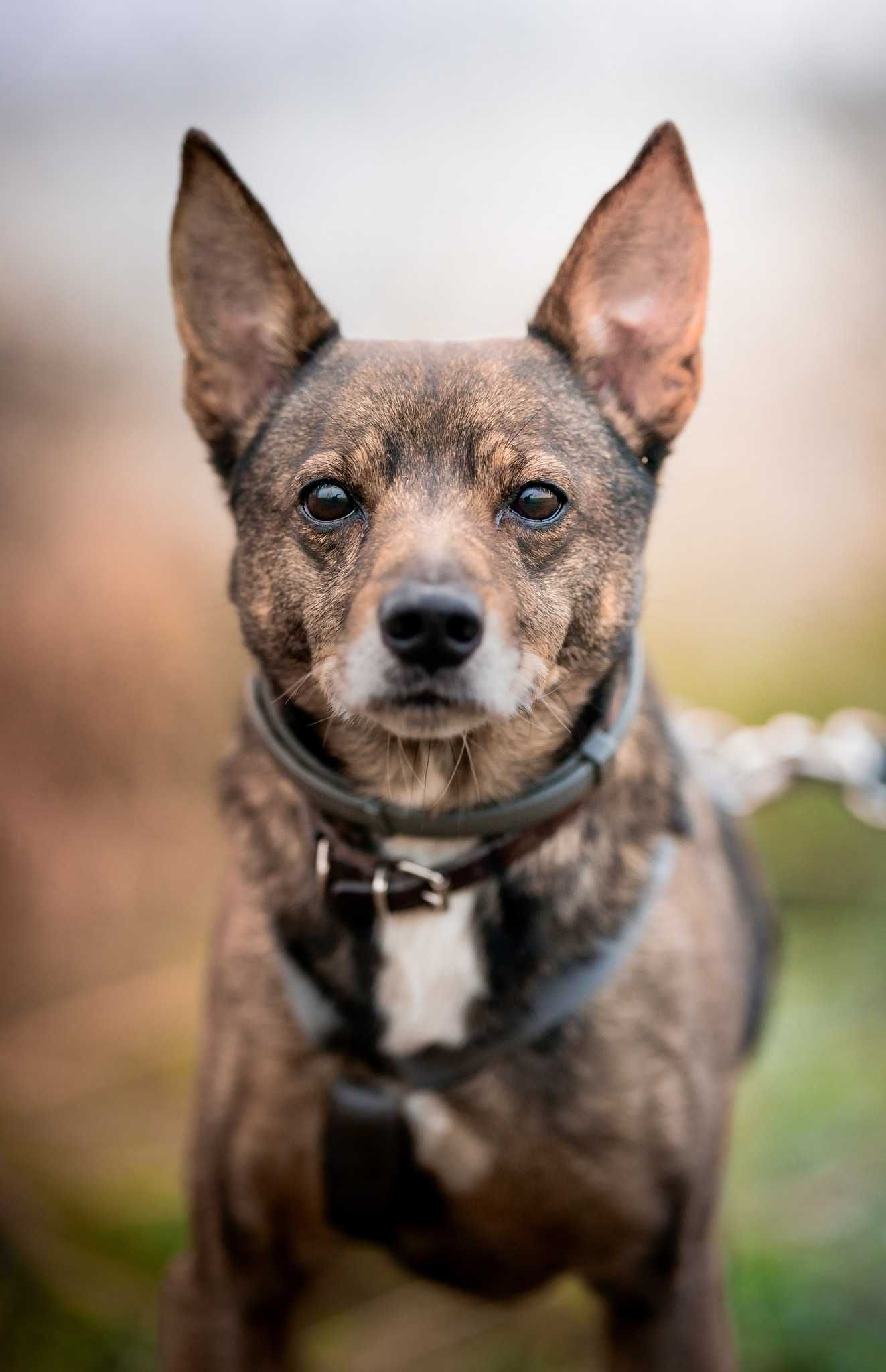 Janek, niewielki psiak idealny dla Ciebie adopcja