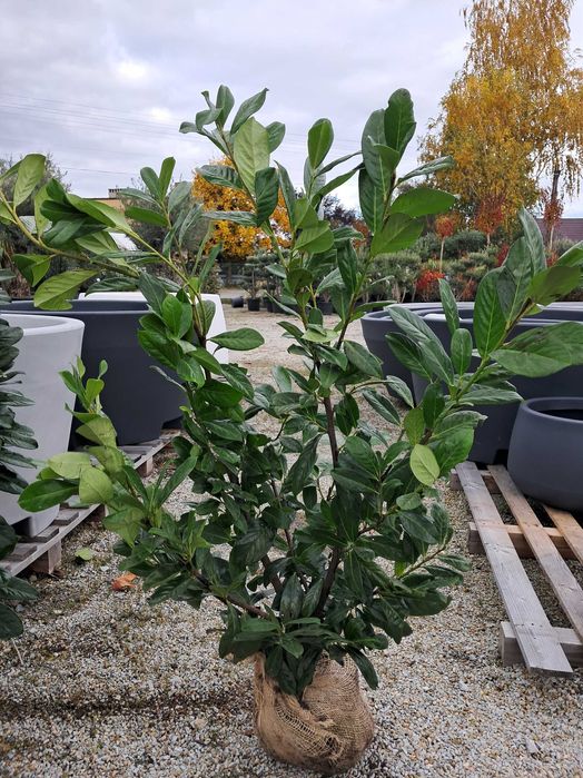 Laurowiśnia NOVITA, kopana z bryłą korzeniową 100-175cm