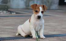 Piesek Jack Russell Terrier z hodowli BREFIO/badania genetyczne/odbiór