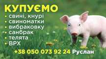 Куплю свині, свиноматки, кнурі