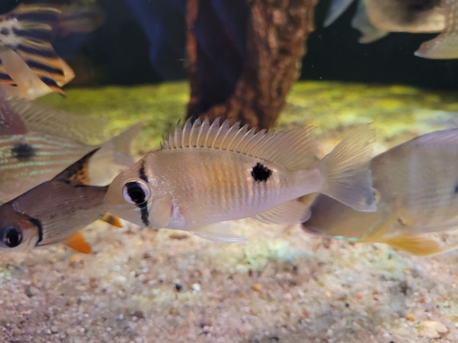 Ziemiojady Biotodoma cupido