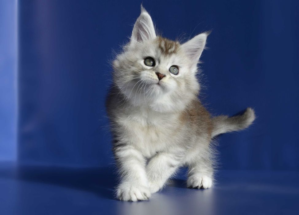 Мейн кун.Мальчик .