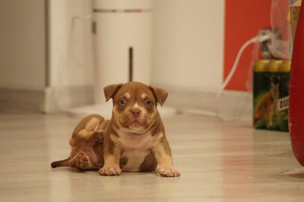 Muscletone's 100 % American Bully ABKC