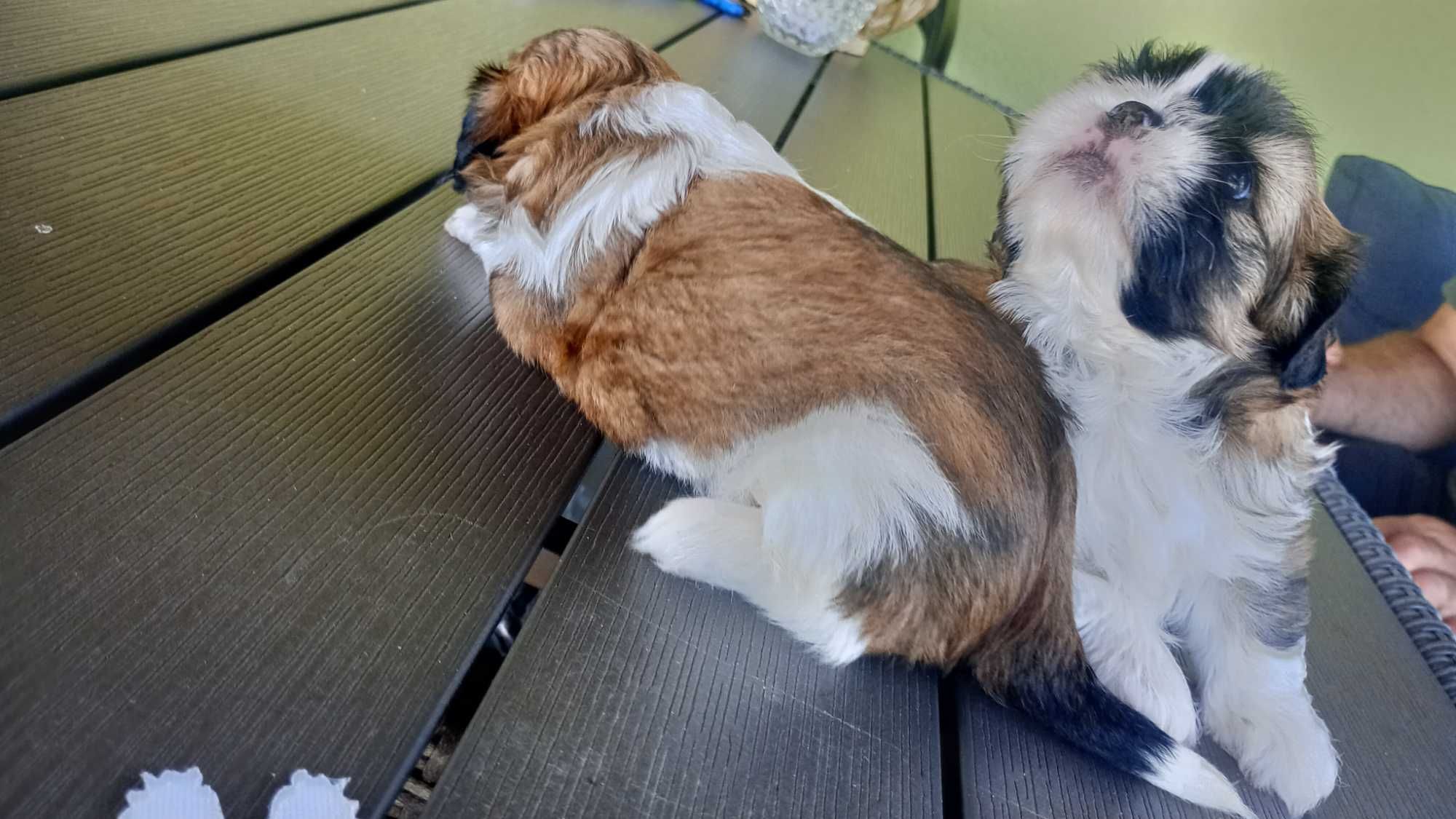 Piesek shi-tzu szuka domku