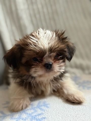 Szczeniaczek Shih Tzu piesek