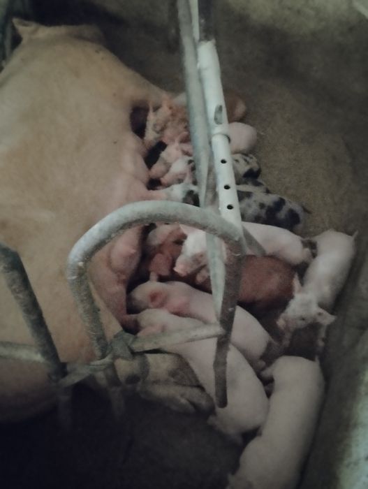 Продам поросят м'ясної породи.