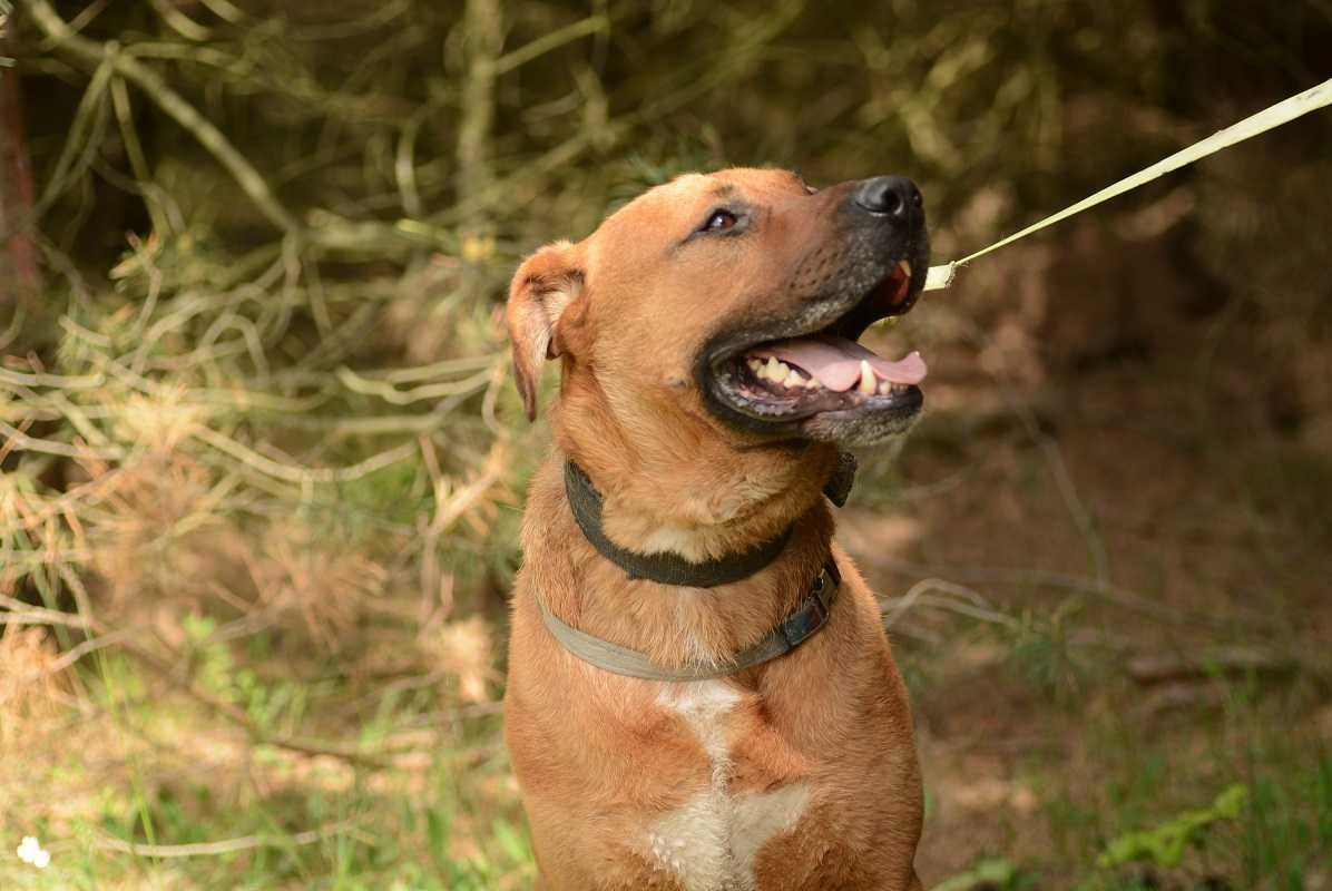 Tak długo już czeka,przyjaciel i obrońca,duzy pies BUDDY.Adopcja