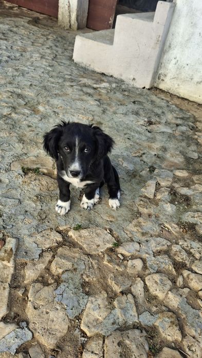 Border collir cão de raça