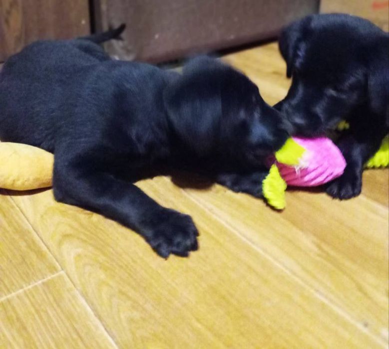 Щенки лабрадор ретривер