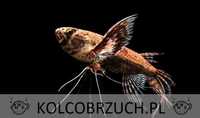 Motylowiec - Pantodon buchholzi - dowozimy, wysyłamy