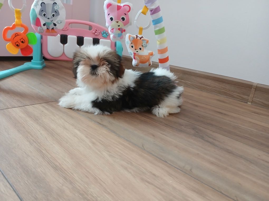 Sunia Shih-tzu z Rodowodem