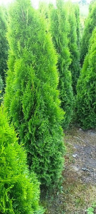 Cyprysowiec ,Castlewellan 250 cm tuje szmaragd