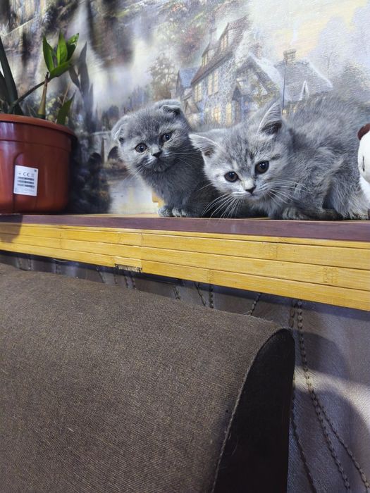 Продам шотландських котят