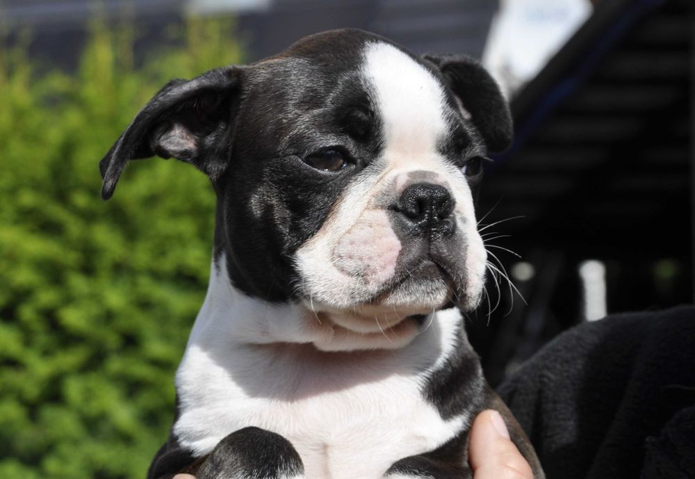 Śliczny, energiczny szczeniak Boston Terrier, gotowy do zmiany domu!
