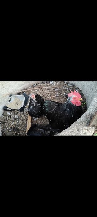 Pekins black casal