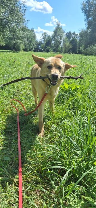 Ocet czeka na szanse … to roczny dzieciak potrzebujacy czlowieka