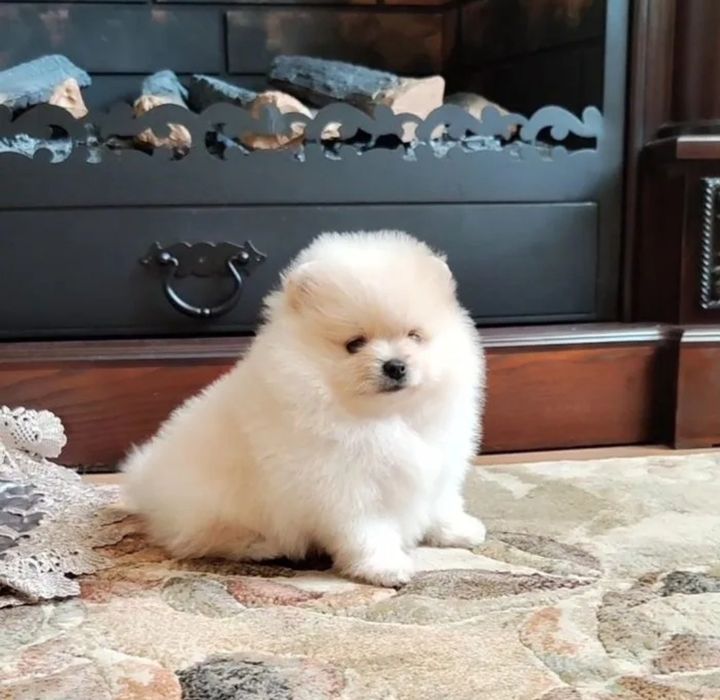 Мини Померанский мишка шпиц