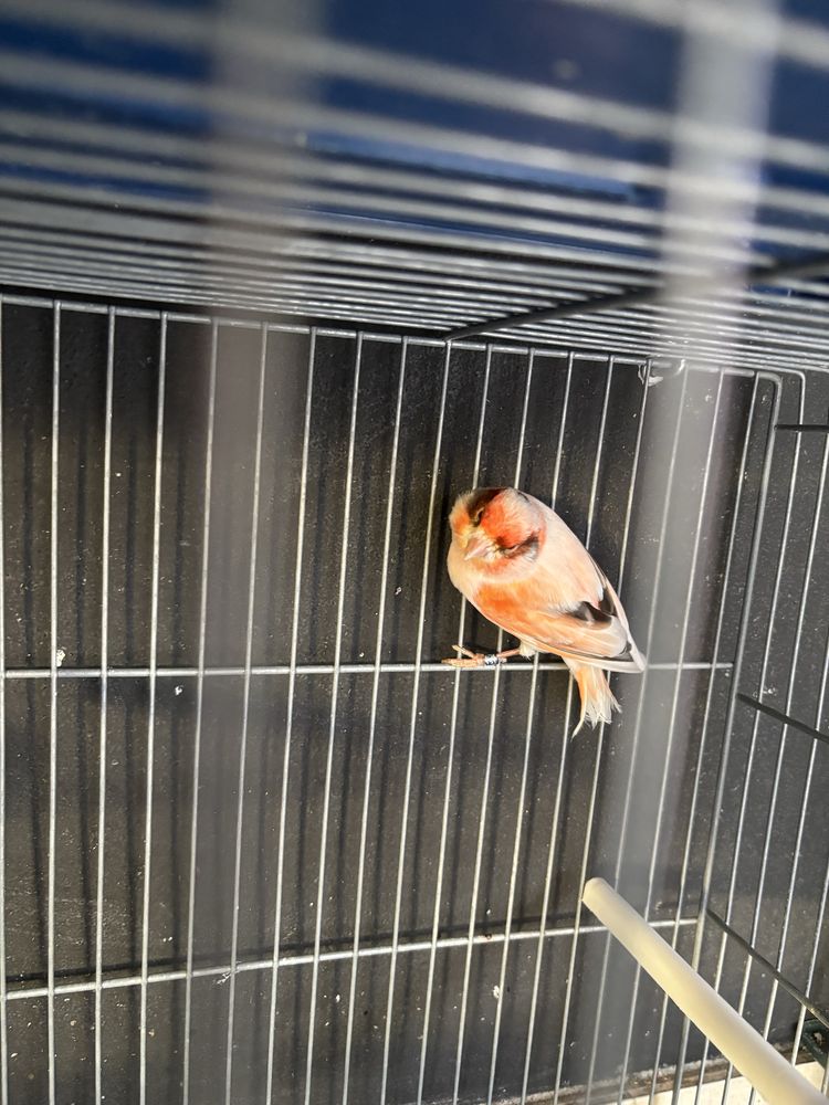 Cedo varias aves