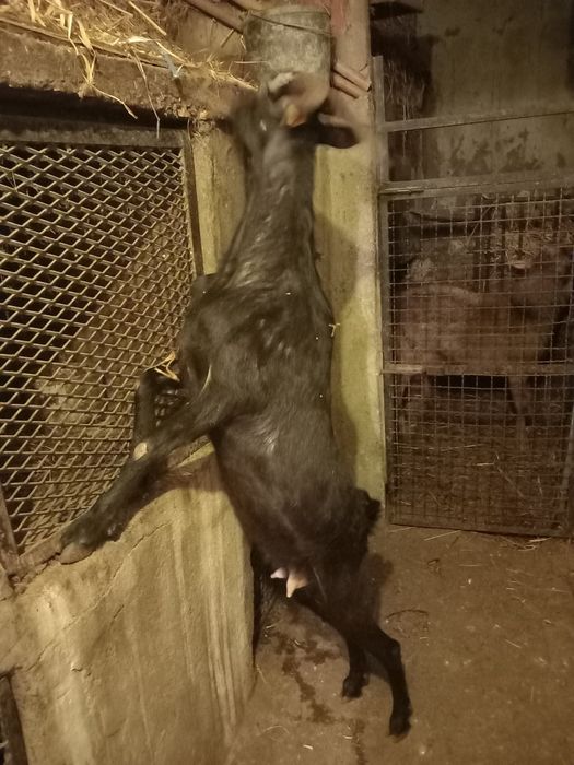 Vendo cabra nova