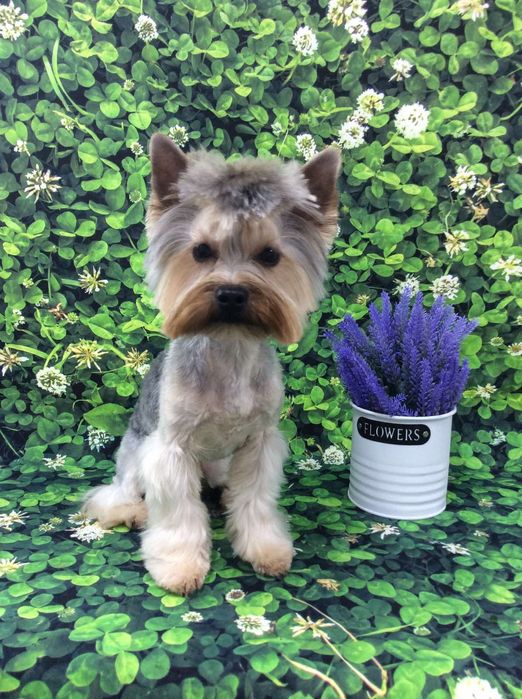 Міні йорк, в'язка,безкоштовно