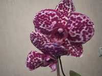 Орхидея дикий кот цветет