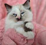 Dziewczynka seal mitted tortie w opcji hodowlanej RAGDOLL szylkretka