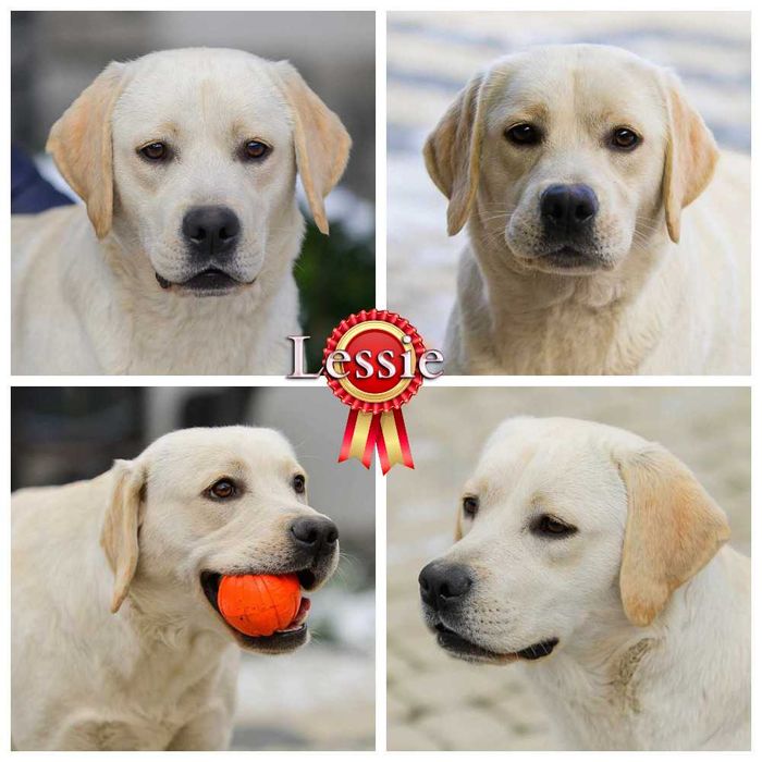 Щенки лабрадора ретривера, цуценята лабрадора ретрівера от профи.