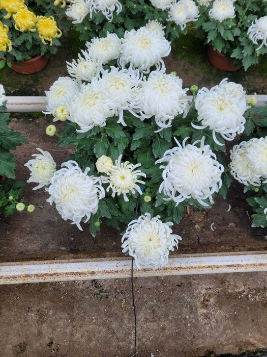 Chryzantemy, chryzantema drobna, wielkokwiatowa