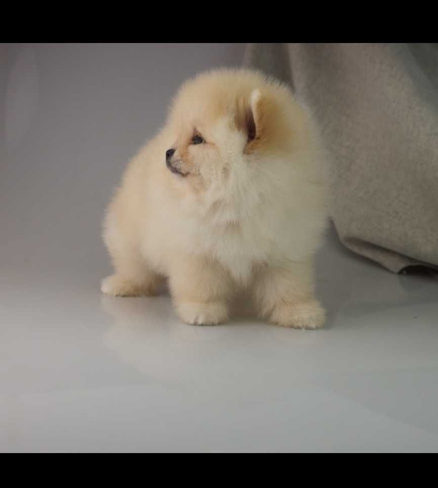 Pomeranian MIŚ szpic miniaturowy