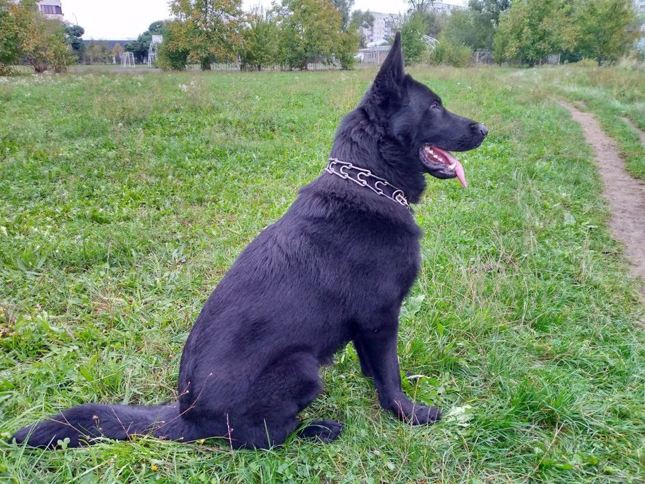 В'язка, Чорний німець
