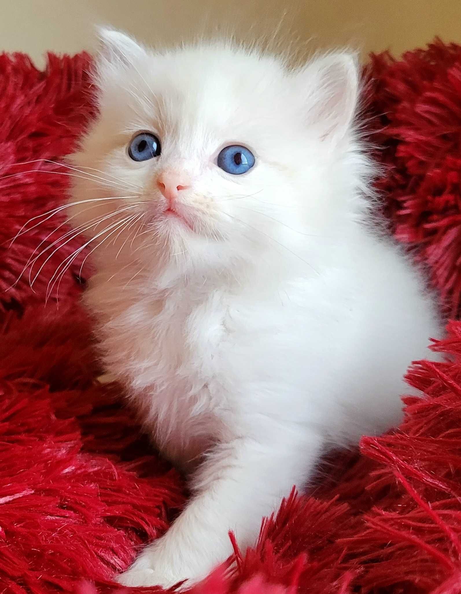 Kotek Ragdoll Blue bicolor lynx