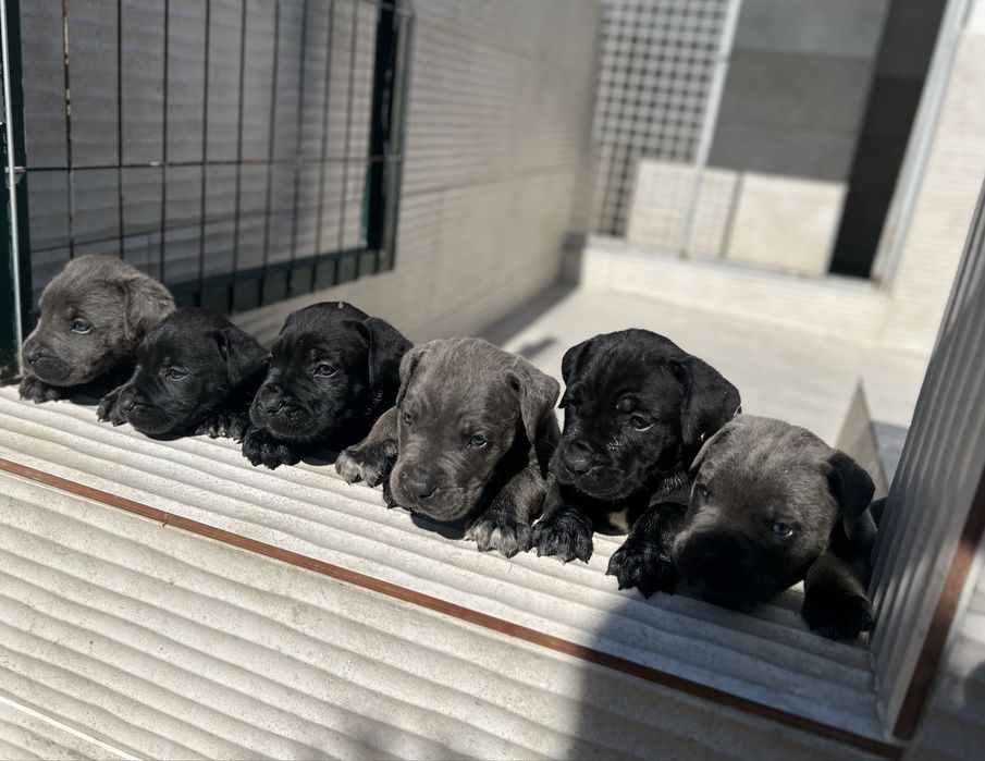 Cane Corso Cinzento Casa do tavarsbull