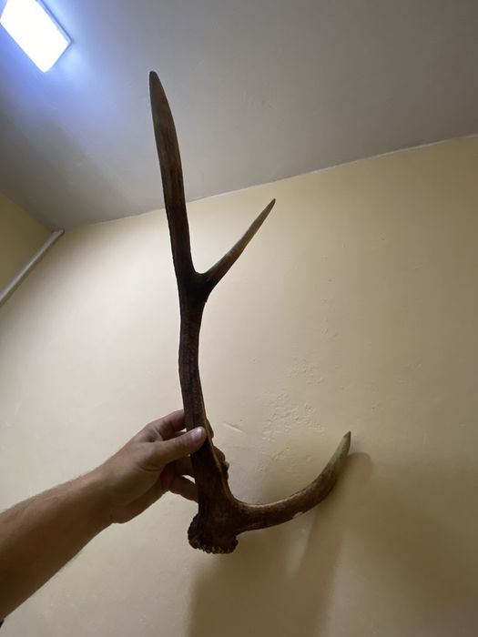 Оленячі роги