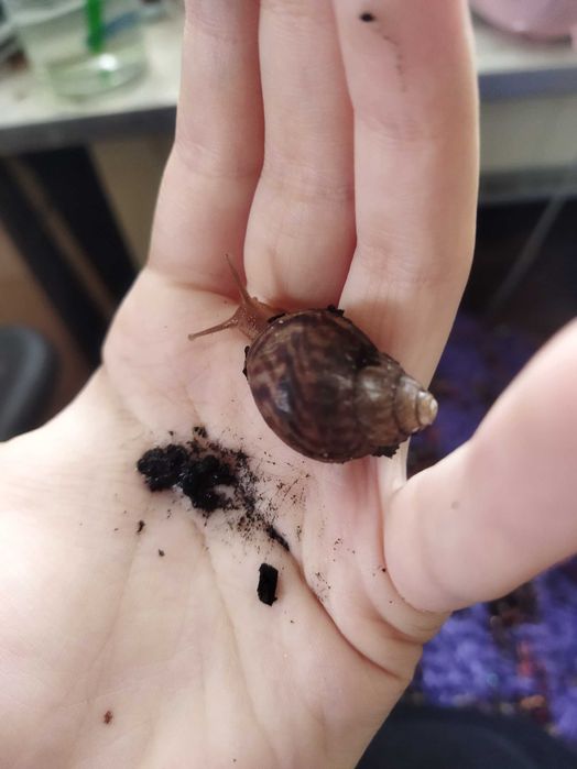 Підлітки ахатіна фуліка (achatina fulica) равлики