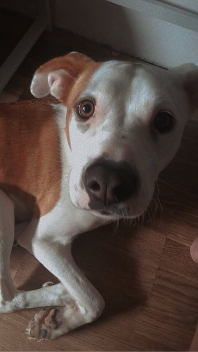 Cadelinha fêmea 1 ano para adopção