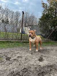 American Staffordshire Terrier Amstaff