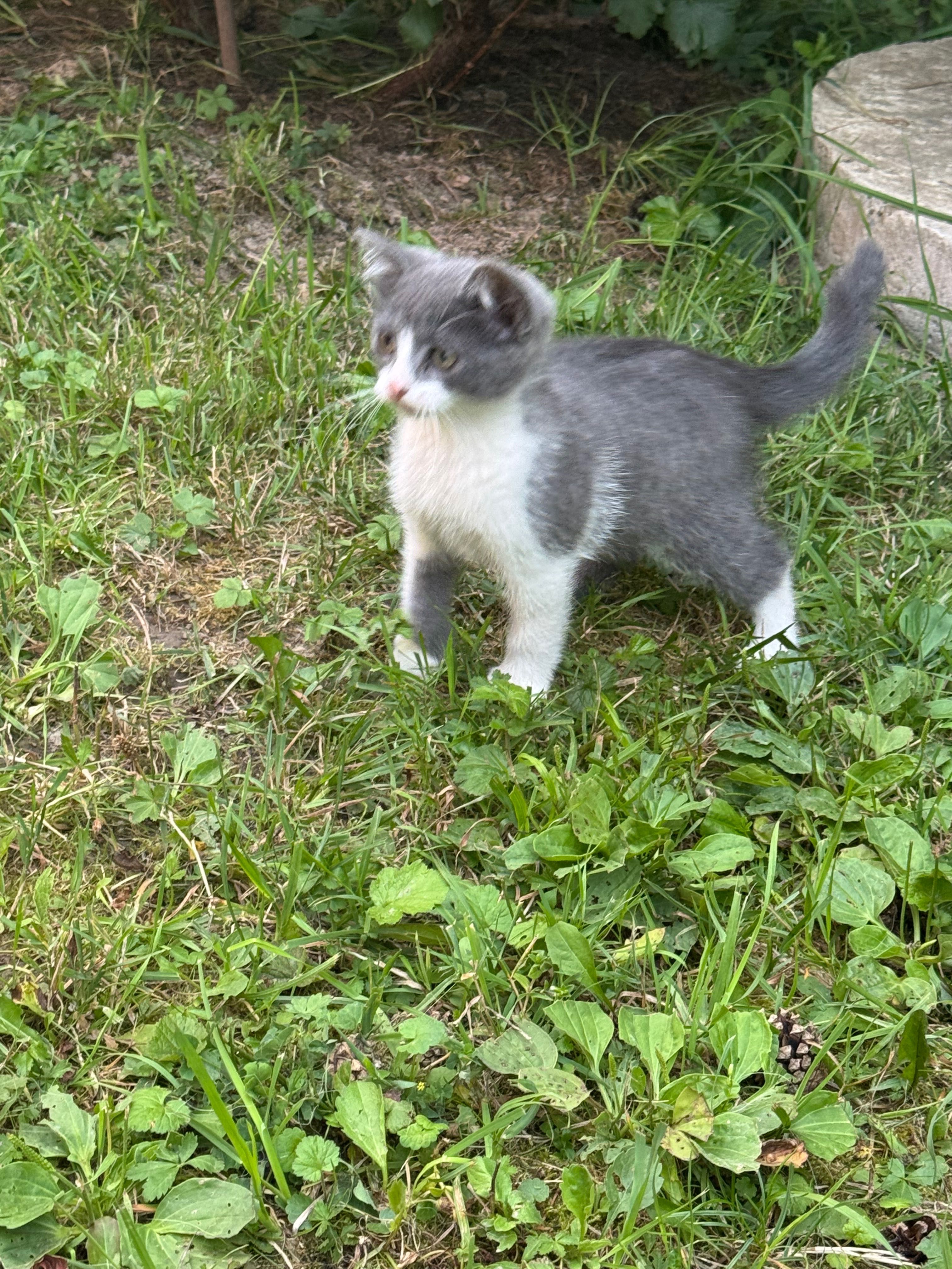 Котики шукають дім