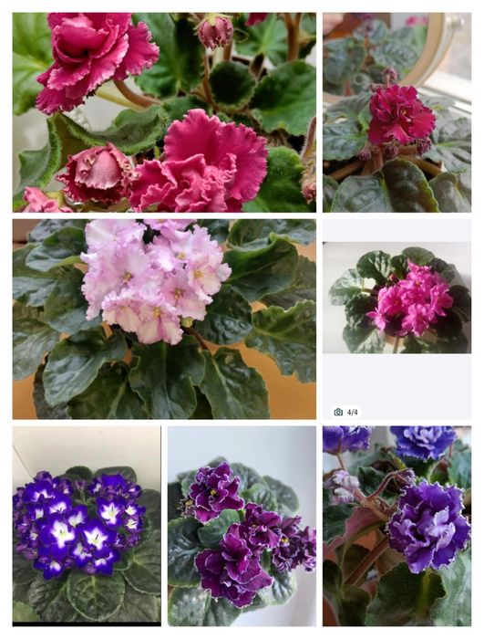 Квітучі Фіалочки, гіпераструм