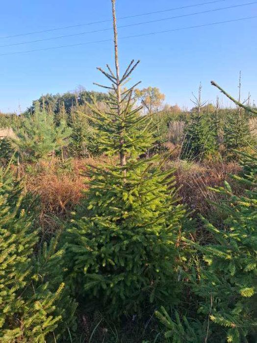 Świerk, świerki, choinki prosto z plantacji 180-280 cm