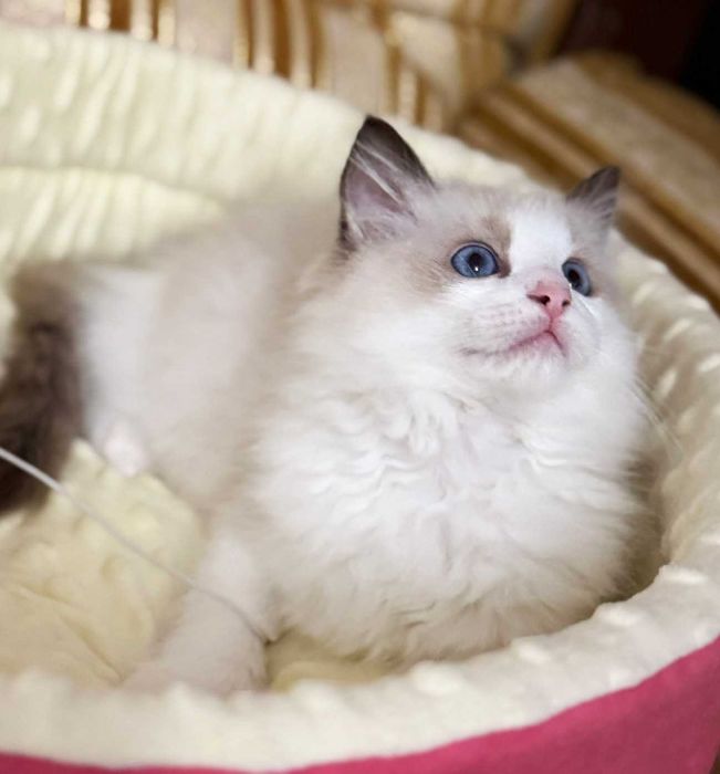 Przepiękne kocięta Ragdoll