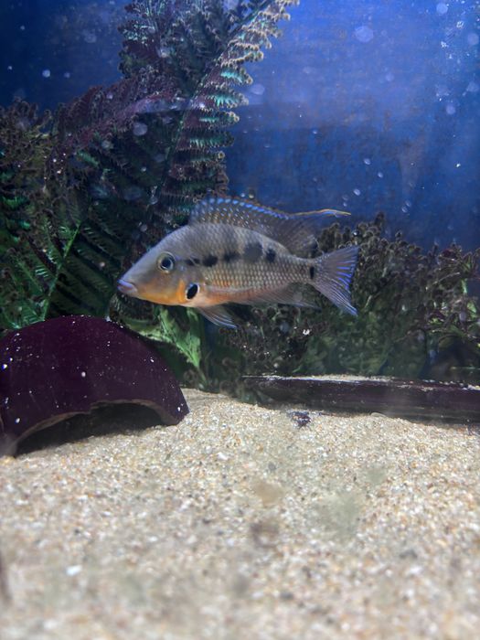 Peixe boca de fogo macho 8cm (Firemouth/Thorichthys meeki)