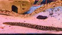 TABU murena tygrysia Gymnothorax poluranodon Warszawa